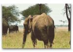  Gyémántszemes festmény - Serengeti Nemzeti Park Méret: 40x60cm, Keretezés: Kartonlemezen, Gyémántok: Kerek