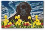  Gyémántszemes festmény - Labrador kölyök Méret: 40x60cm, Keretezés: Műanyagtáblával, Gyémántok: Négyzet alakú