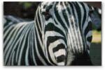 Gyémántszemes festmény - Fókuszban a zebra Méret: 40x60cm, Keretezés: Kartonlemezen, Gyémántok: Négyzet alakú