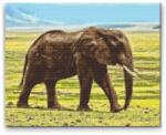  Gyémántszemes festmény - Szafari elefánt Méret: 40x50cm, Keretezés: Műanyagtáblával, Gyémántok: Négyzet alakú