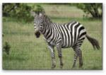  Gyémántszemes festmény - Zebra a vadonban Méret: 40x60cm, Keretezés: Keret nélkül (csak a vászon), Gyémántok: Kerek