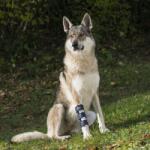  Balto - Orteză pentru picioarele anterioare pentru câini S