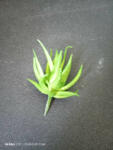  Aloe Vera - Zöld (kicsi)