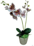 Bloomi Cserepes gumi orchidea (fehér foltos) (613532)