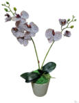 Bloomi Cserepes gumi orchidea (fehér pöttyös) (651672)