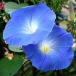 Pop Vriend Seeds Seminte de zorele albastre, 2 grame (HCTG00148)