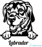  Labrador matrica 24