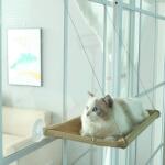 AVEX Hamac Elegant pentru pisica cu montaj pe geam, 55 x 32 cm (AVX-ZW16)