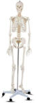 Timeless Tools Életnagyságú anatómiai csontváz modell