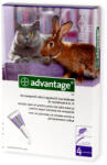 Bayer - Advantage Set 4 pipete antiparazitare pentru pisici si iepuri 4-8 kg Advantage 80