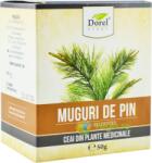 Dorel Plant Muguri de pin 50 g