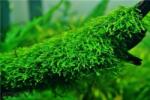 INVITAL Vesicularia Creeping moss