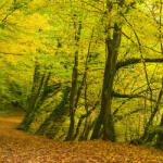Rasch Magic Walls-Landscape őszi erdő poszter 363753