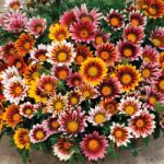 Pop Vriend Seeds Seminte de gazanie Sunshine, 0.25 grame (HCTG00140)