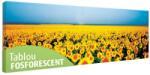  Tablou fosforescent Camp cu floarea soarelui 120 cm x 40 cm