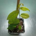  Ficus sagittata