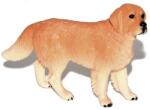 Atlas Arany retriver kutya (WKW101853)