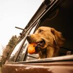  441987 west paw dog toy with zogoflex "tux" tangerine orange l (441987)