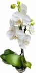  Phalaenopsis orchidea fehér, műanyag cserépben