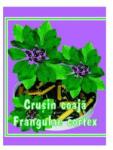 Cyani Coaja de crusin 50 g