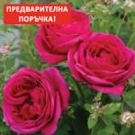 Kordes® Роза Fur Elise® - (Kordes®)
