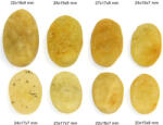  Cabochon Heliodor Druzy Mineral Natural - Oval - 20-32x15-19x7-9 mm - 1 Buc - concepttropic - 12,00 RON