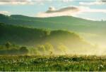  Tablou Canvas Dandelion Field In Rural Landscape At Sunrise, 80x50cm, tabloucanvas778 (tabloucanvas778/50x80cm)