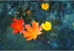  Tablou Canvas The Melancholy Of The Beautiful Autumn, 80x50cm, tabloucanvas1143 (tabloucanvas1143/50x80cm)