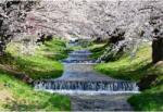  Tablou Canvas Wonderful Cherry Blossoms In Japan, 80x50cm, tabloucanvas1281 (tabloucanvas1281/50x80cm)