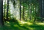  Tablou Canvas Nature Green Forest, 80x50cm, tabloucanvas303 (tabloucanvas303/50x80cm)