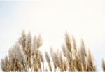  Tablou Canvas Pampas Grass In The Sky, 80x50cm, tabloucanvas508 (tabloucanvas508/50x80cm)