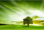  Tablou Canvas Bright Green Tree Landscape, 80x50cm, tabloucanvas13 (tabloucanvas13/50x80cm)