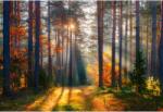  Tablou Canvas Sun Rays Through Autumn Trees, 80x50cm, tabloucanvas339 (tabloucanvas339/50x80cm)