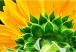  Tablou Canvas Beautiful Sunflower, 80x50cm, tabloucanvas420 (tabloucanvas420/50x80cm)