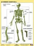 STIEFEL Tanulói munkalap, A4, STIEFEL "Az emberi csontváz (VTM20) - papirtar