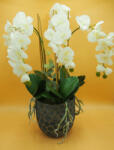  Cserepes gumi orchidea 5
