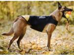 JULIUS-K9 JULIUS-K9® Неопреново яке за куче размер Baby 2, Дължина на якето 30 см, гръдна обиколка 35-44 см, Унгария - 16DC-IDC-B2