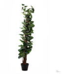 Bloomi Selyemvirág Syngonium kaspóban műanyag 130cm zöld @ (A22185)
