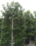 Ragyogás IM Kft Amerikai ámbrafa-liquidambar Styraciflua Feathered