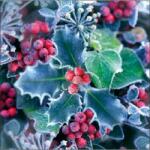 Ambiente Szalvéta Ambiente karácsonyi 25x25cm 3rétegű, 20db/csomag Frozen Holly