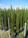 Ragyogás IM Kft Európai Ciprus-cupressus Sempervirens Pyramidalis Bush - plantstore - 30 000 Ft