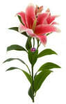D&D Selyemvirág királyliliom 100cm sötét rózsaszín (85651)