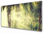  tulup. hu Üvegfotó Palm Tree Forest Nature 140x70 cm 2 fogas