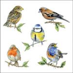 Ambiente Bird species white papírszalvéta 33x33cm, 20db-os