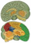 Learning Resources Emberi agy szivacsból (LER1903)