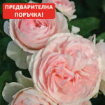 Kordes® Роза Larissa® - Kordes®