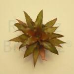  Levélcsillag, bronz (Cryptanthus bivittatus)