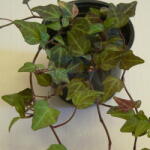  Szobaborostyán - barnás, vöröses (Hedera sp. )