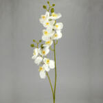  2 ágú orchidea fehér