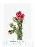  Принт Кактус Walking Stick Cholla, Мери Во Уолкът - репродукция (Print1022)